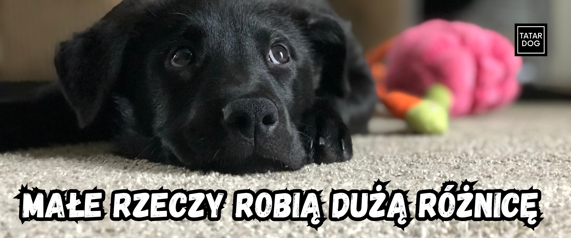 co powinna zawierać apteczka dla psa w domu